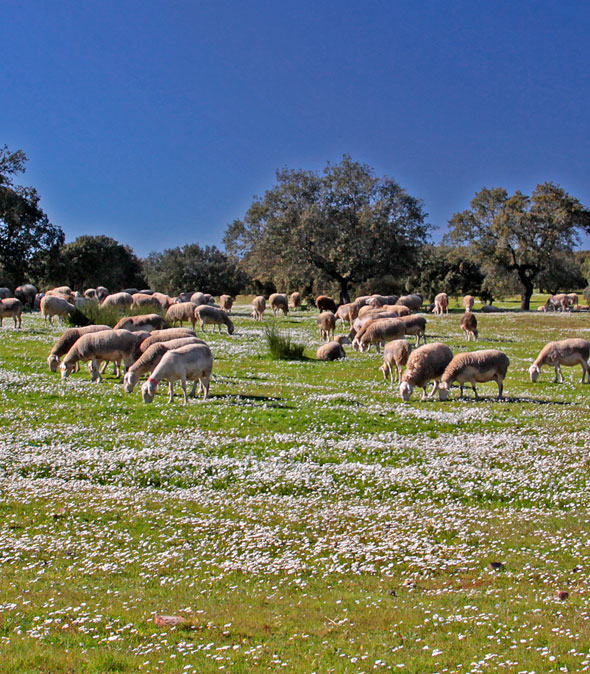 01.Ovelhas Campo Vil Velha Rodao